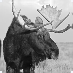 Bull Moose (K'iyeega)