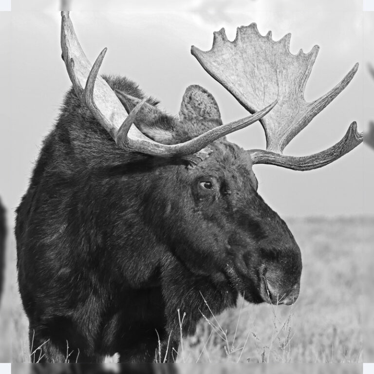 Bull_Moose_(Dinbeega)