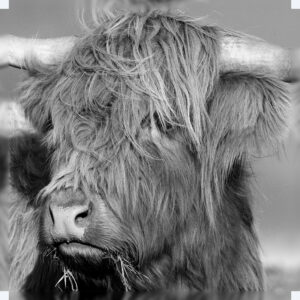 Highland Cow (Douglas)