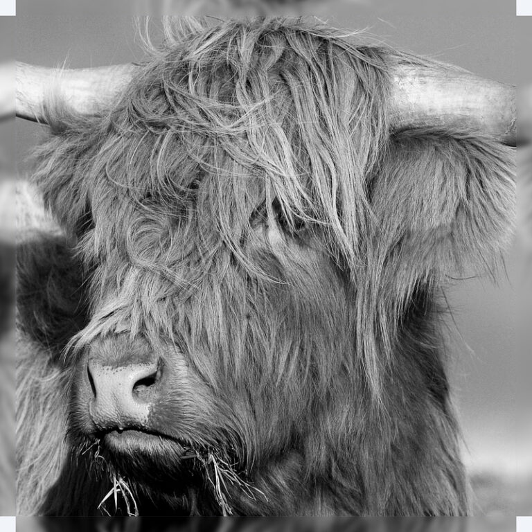 Highland_Cow_(Douglas)