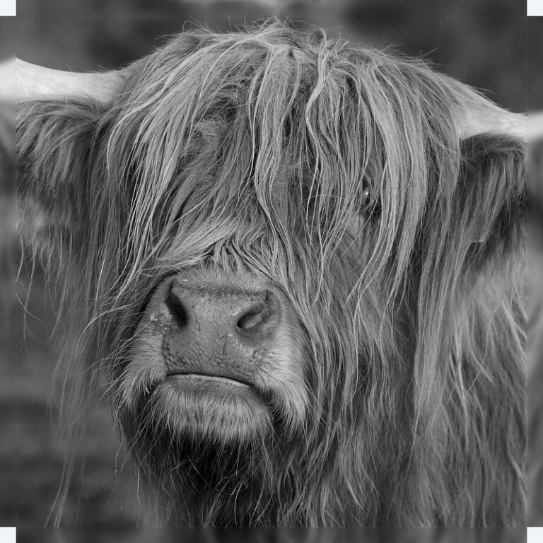 Holly_-_Highland_Cow