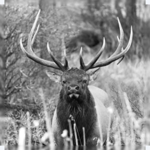 Bull Elk - Racked and Ready