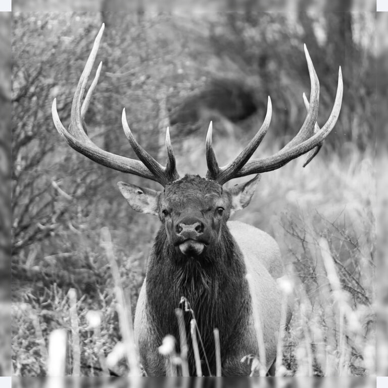 Racked_and_Ready_-_Bull_Elk