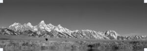 Retreat to the Wild - Bull Moose in Grand Teton National Park