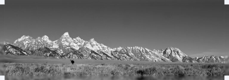 Retreat_to_the_Wild_-_Bull_Moose_in_G
