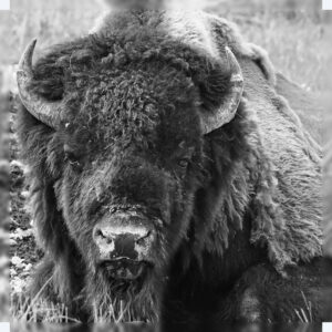 American Bison Bull (Tatanka)
