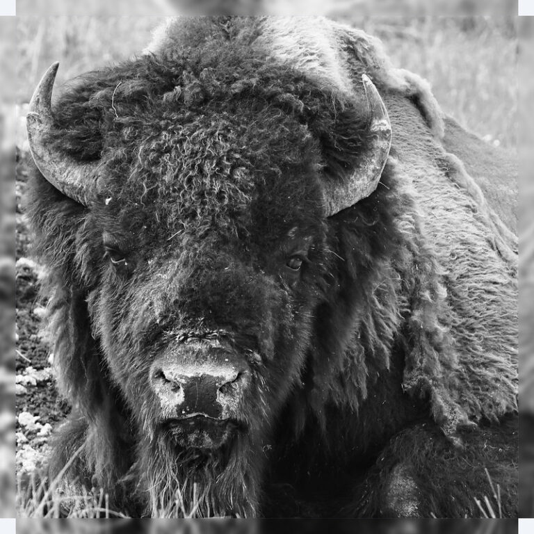 Tatanka_-_Buffallo