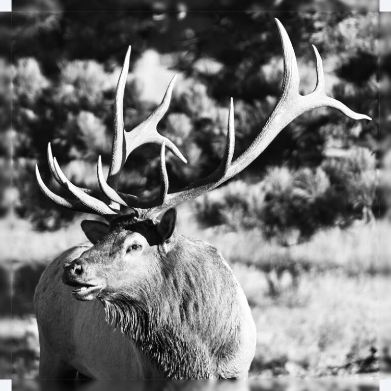 The_Monarch_-_Bull_Elk