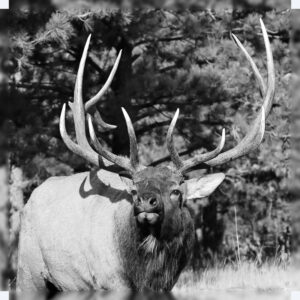 Bull Elk - The Warden