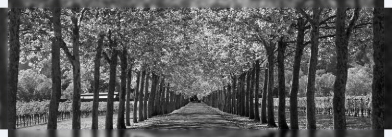 Winery_Roadway