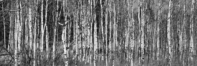 Aspen Trunks - 021A1237s