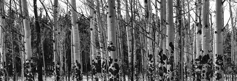 Aspen Trunks - 021A1244s