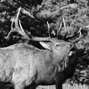 Bull Elk - 021A1375