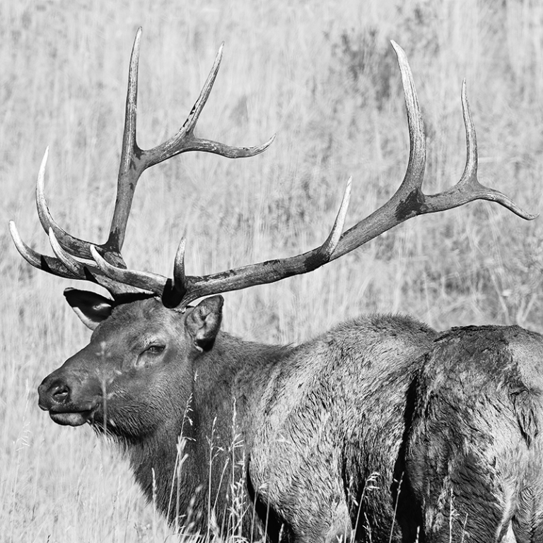 Bull Elk - 021A1402s