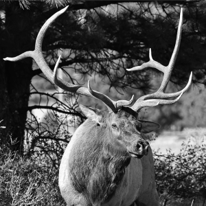 Bull Elk - Chief