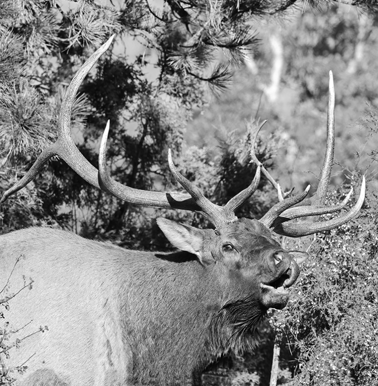 **Bull Elk 021A2249square_b&w-s