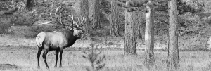 Bull Elk - Atlas - 021A3633