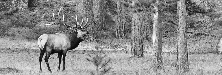 Bull Elk-13 021A3633s