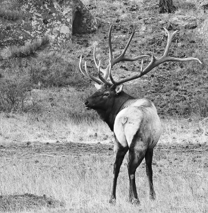 Bull Elk - Atlas - 021A3673