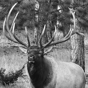 Bull Elk - Atlas - 021A3653