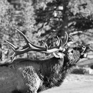 Bull Elk Bugling - 021A1338