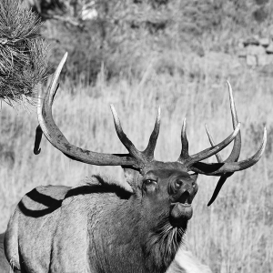 Bull Elk Bugling - 021A1397