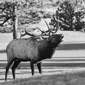 Bull Elk Bugling - 021A1417