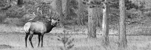 Bull Elk - Atlas - 021A3632
