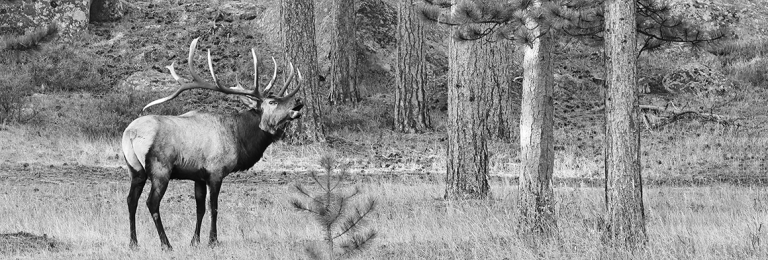 Bull-Elk Bugling 021A3632s