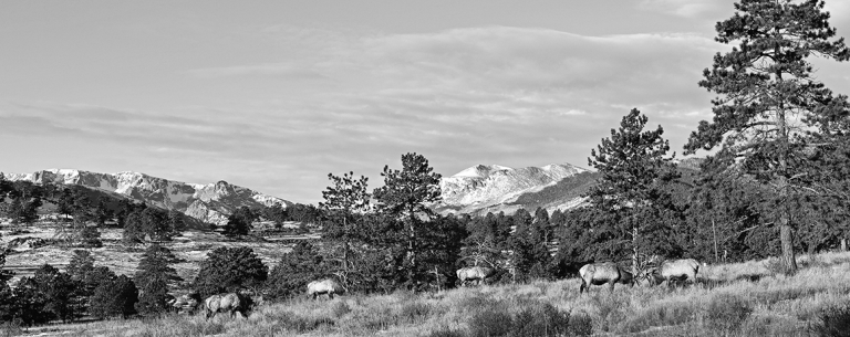Elk Bachelor Group - 021A1471s