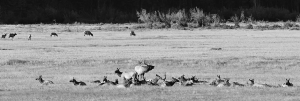 Elk Herd - 021A3607
