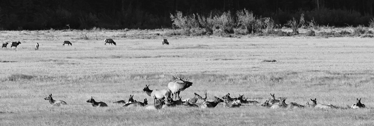 Elk Herd 021A3607s
